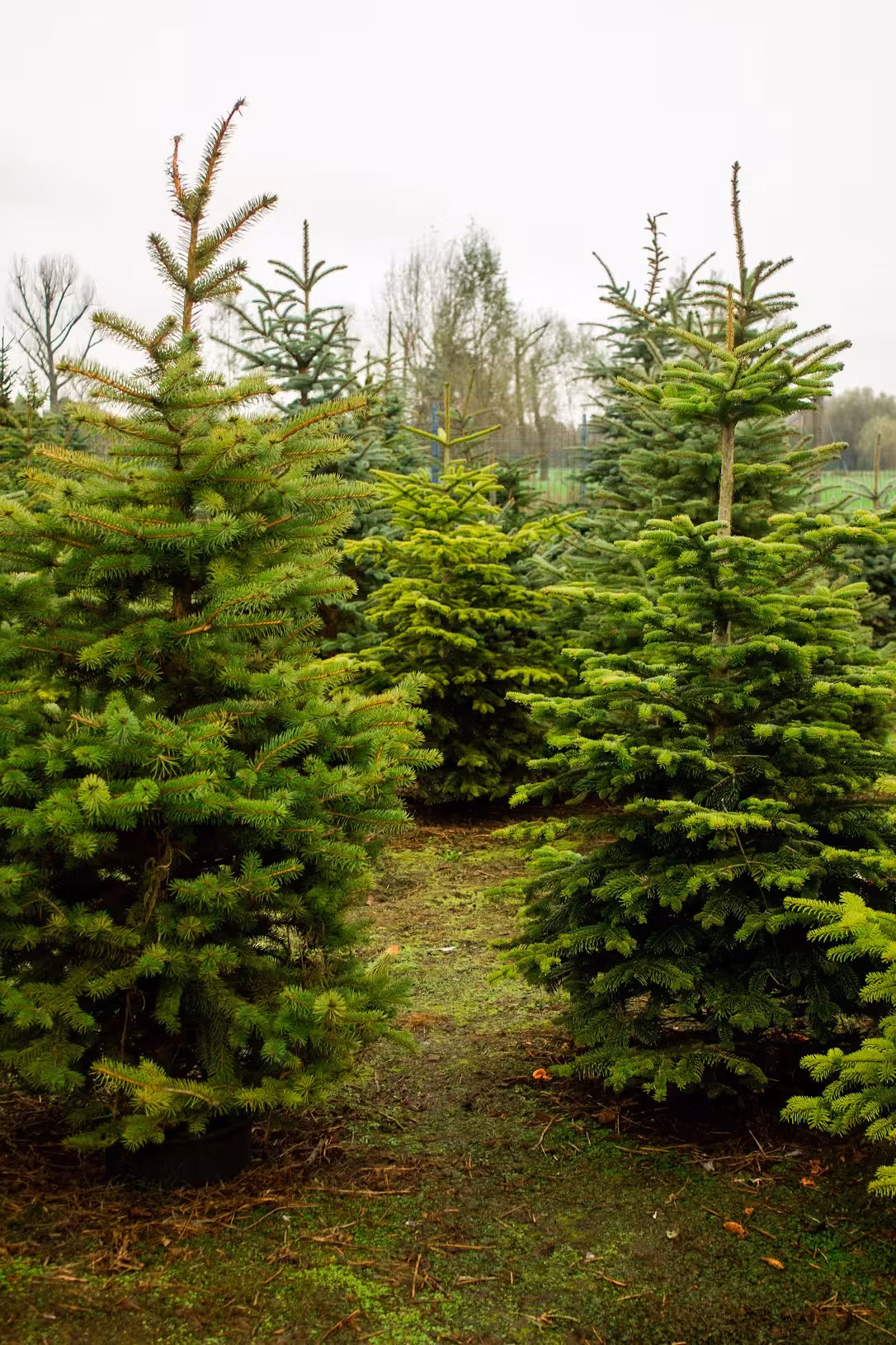 Verse kerstboom met decoratie